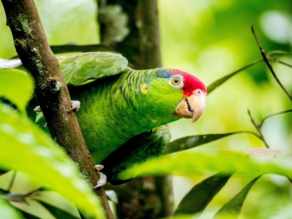Colorful parrot with red head and green feathers in its natural jungle habitat.